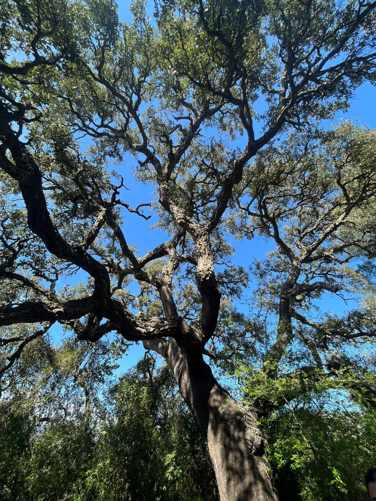 Un alcornoque enorme visto desde abajo, con las ramas retorcidas recortadas contra el cielo azul